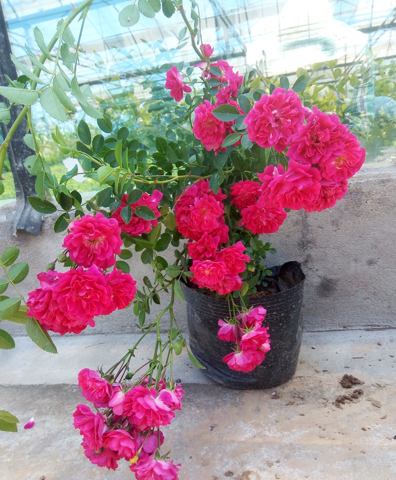 甜蜜红木香花苗四季蔷薇黄木香花苗庭院爬藤植物盆栽月季重瓣浓香 白