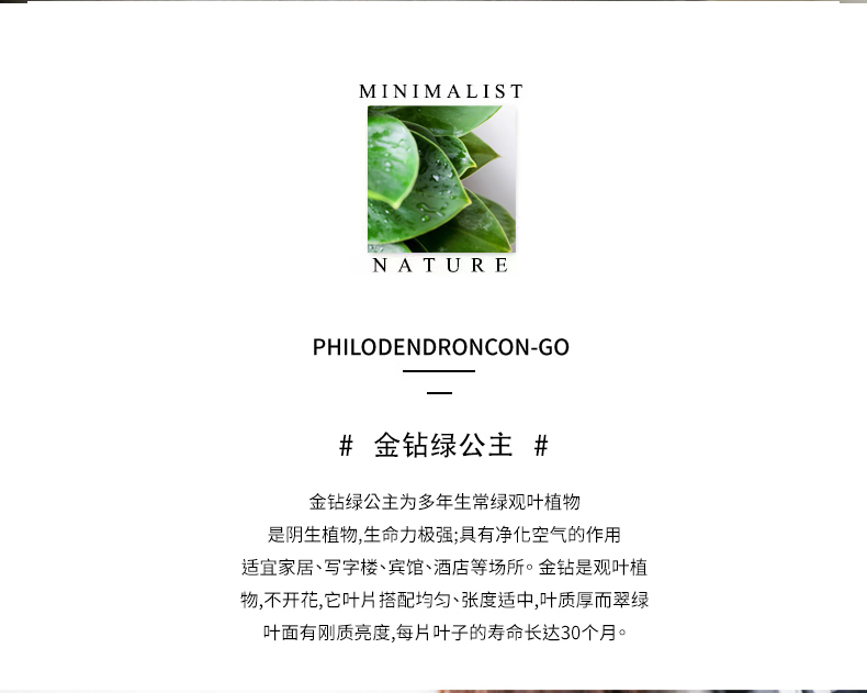 花东p对 绿公主植物大叶金钻盆栽绿植室内新房花卉净化空气好养四季常青绿萝 加仑盆带盆栽好 图片价格品牌报价 京东