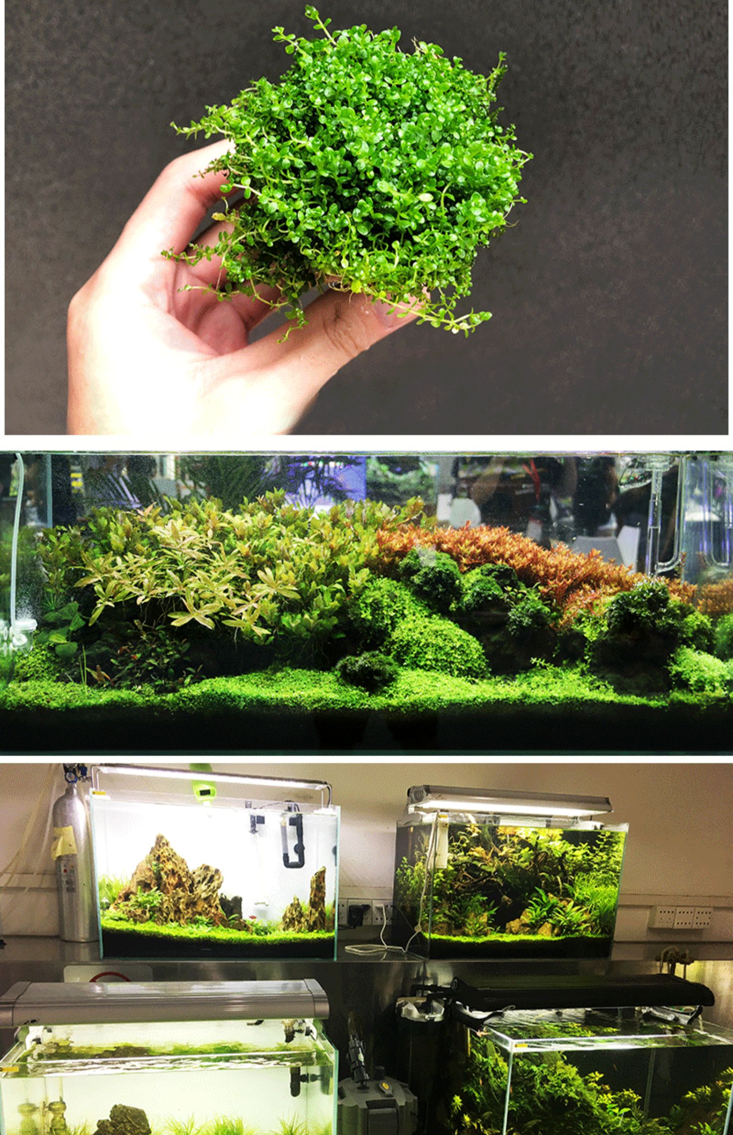 鱼缸水草活体迷你爬地矮珍珠牛毛毡泰国青椒草水草缸前景草活体牛毛毡