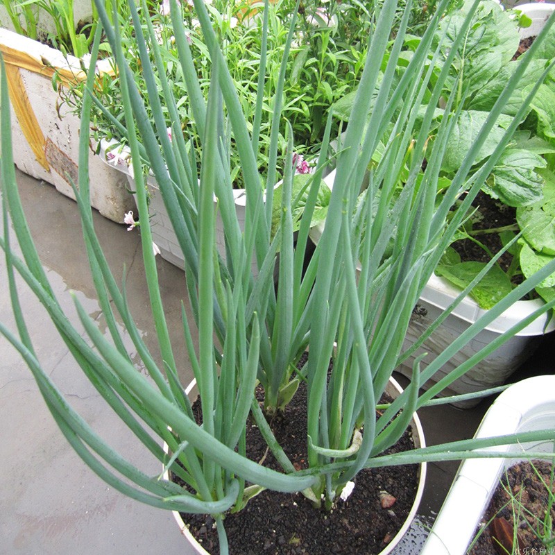 小香葱种子四季室内阳台盆栽分葱种籽秋季播种农家蔬菜种孑小葱籽