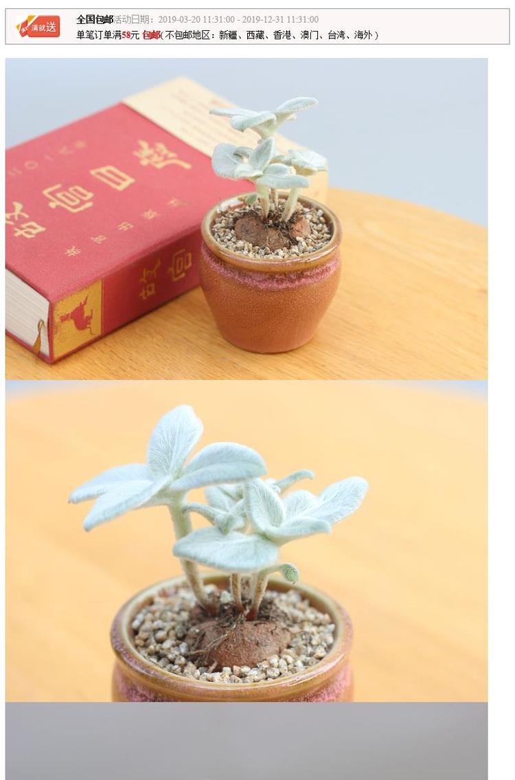 多肉块根系列断崖王簧草龟甲龙月宴属红花断崖女王多肉植物宽叶弹簧草球茎1 2cm 裸根不带土 图片价格品牌报价 京东