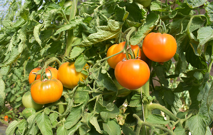 内蒙黄柿子【发顺丰】内蒙五原黄色西红柿 红色番茄水果 黄柿子7斤