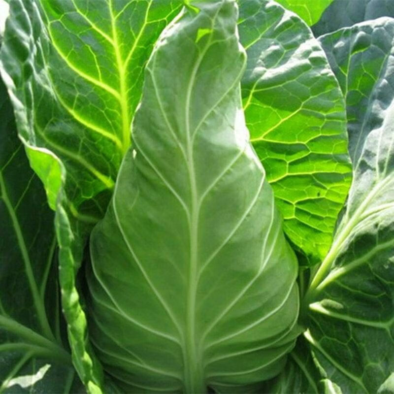 四川甘蓝牛心包包菜白菜尖头包心菜新鲜时令蔬菜青菜牛心菜5斤