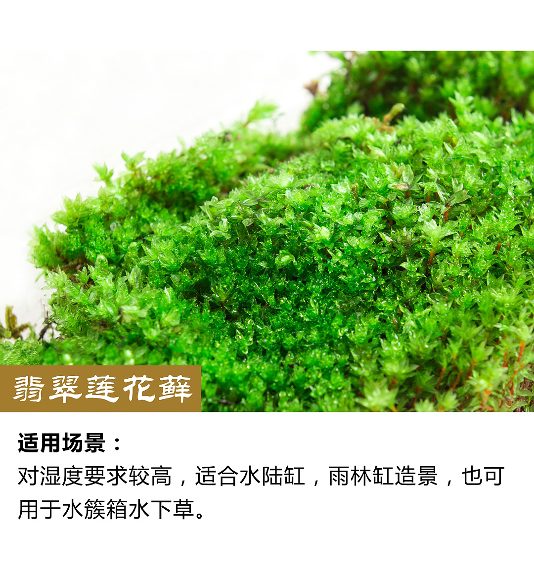 鮮活苔蘚植物盆景鋪面假山青苔微景觀diy材料水陸缸吸水石白髮蘚朵朵