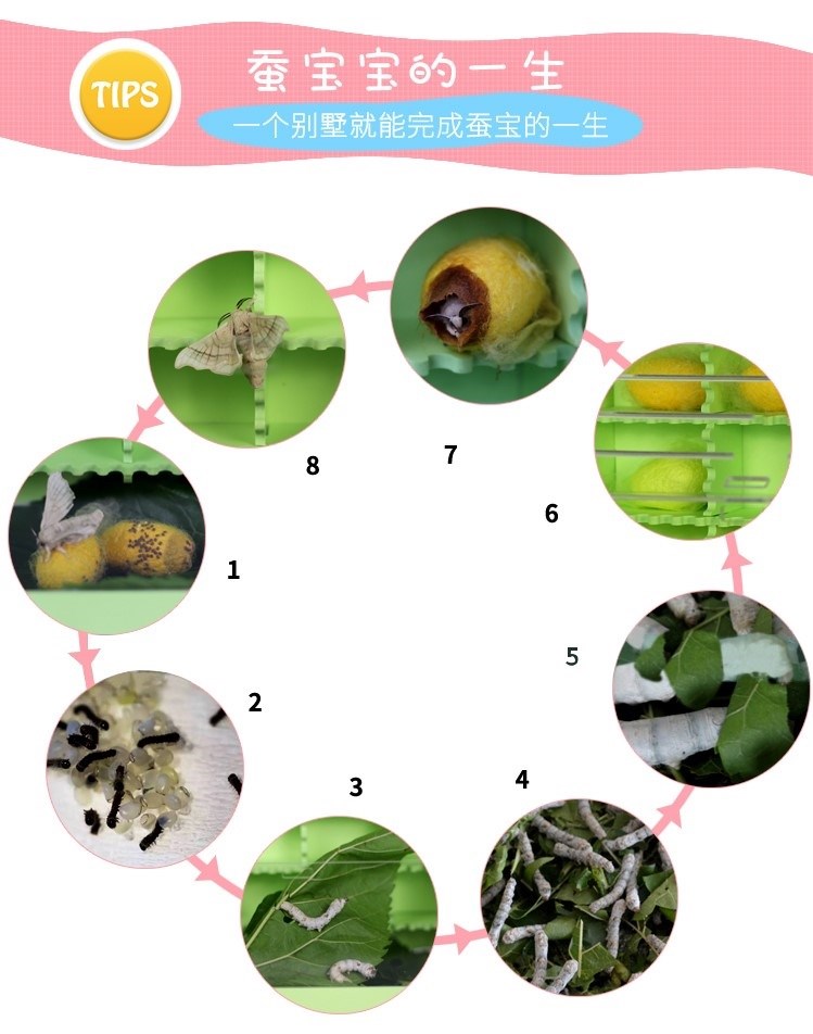 宝宝巨型套装学生养蚕孵化春蚕饲养箱盒子盒房子 粉红色大号蚕卵套餐