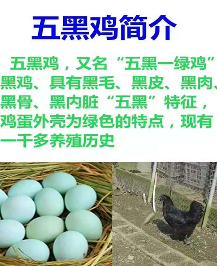 农家散养五黑鸡活体 乌骨鸡 大小五黑一绿 七彩山鸡 包活到家 一斤半