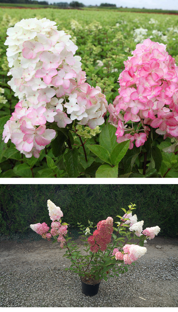 圆锥绣球花苗魔幻月光石灰灯香草草莓八仙花盆栽花卉阳台庭院植物 8年