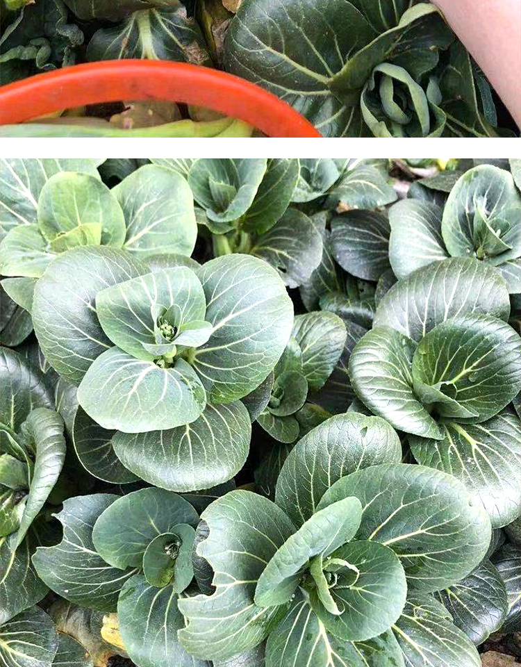 恬女神苏北农家霜冻上海青大青菜心菜苔蔬菜新鲜苏州青太湖黑油菜菜芯