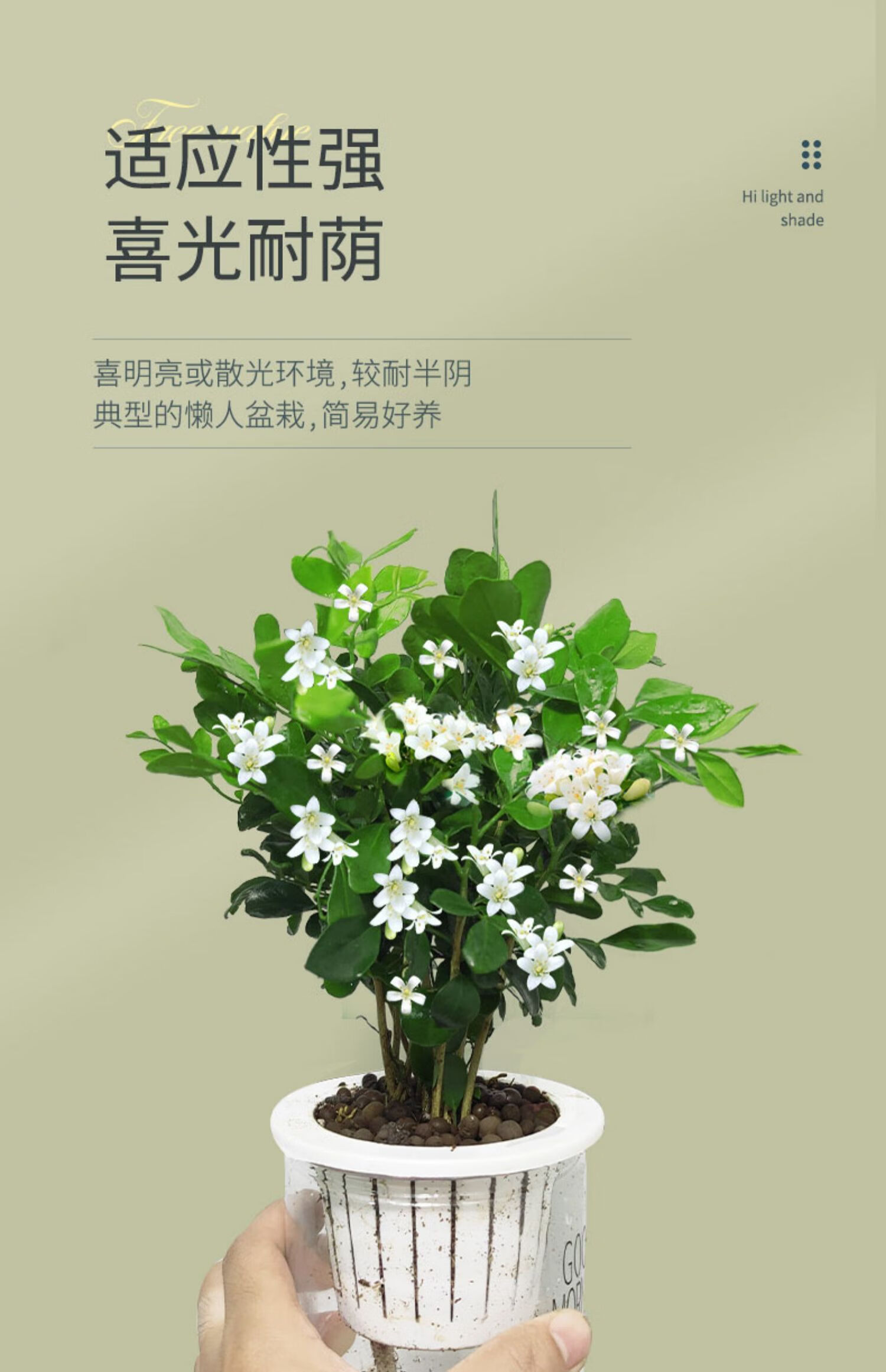 九里香盆栽带花苞浓香四季室内花卉植物七里香树苗千里眼盆景植物n