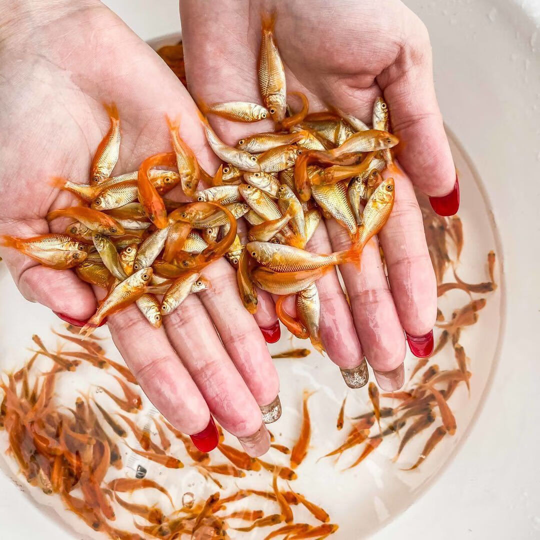 大品种兴国红鲤鱼苗可食用淡水养殖鱼苗荷包红鲤鱼苗批发包活 兴国红