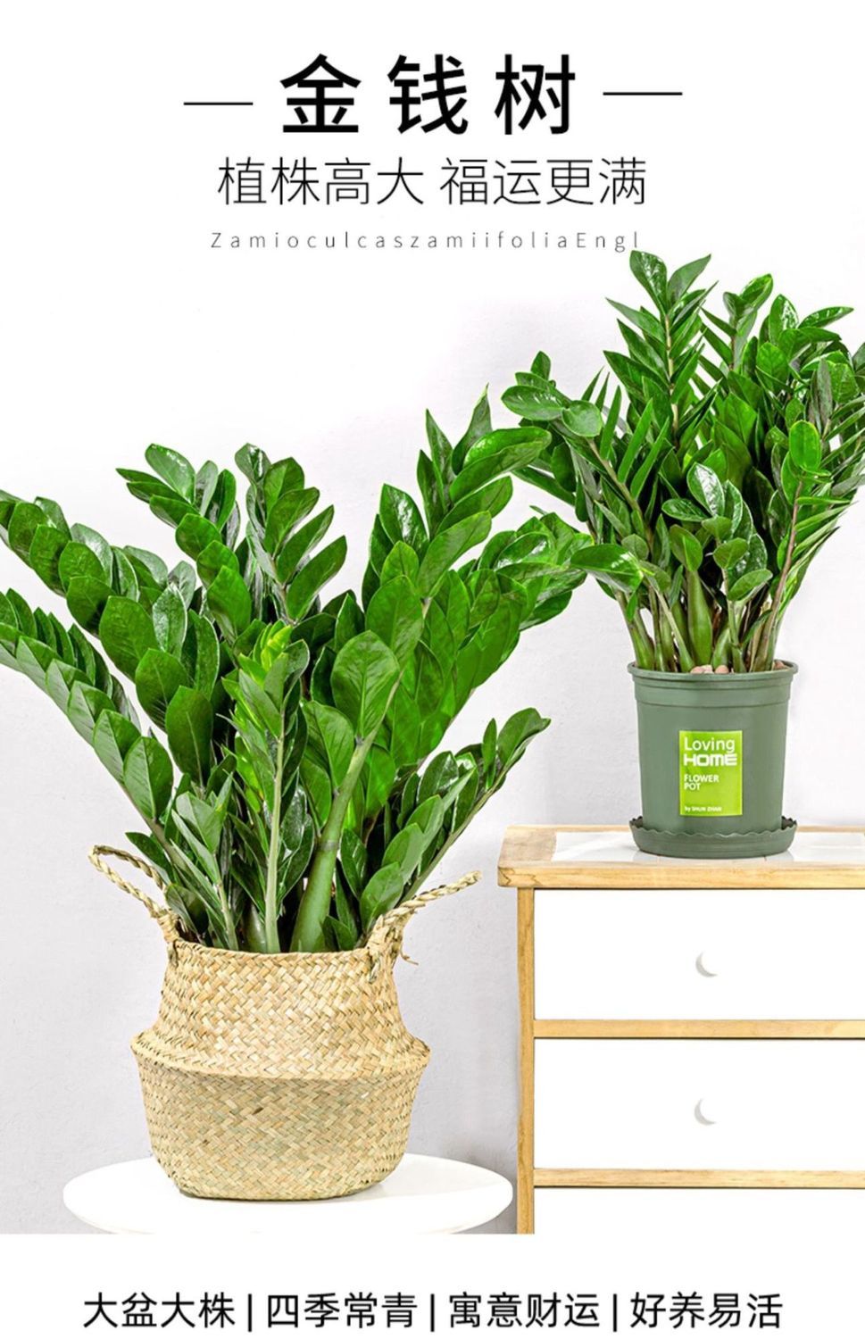 【精品绿植】大颗金钱树钱串盆栽摇钱树发财树室内绿植客厅办公室书房
