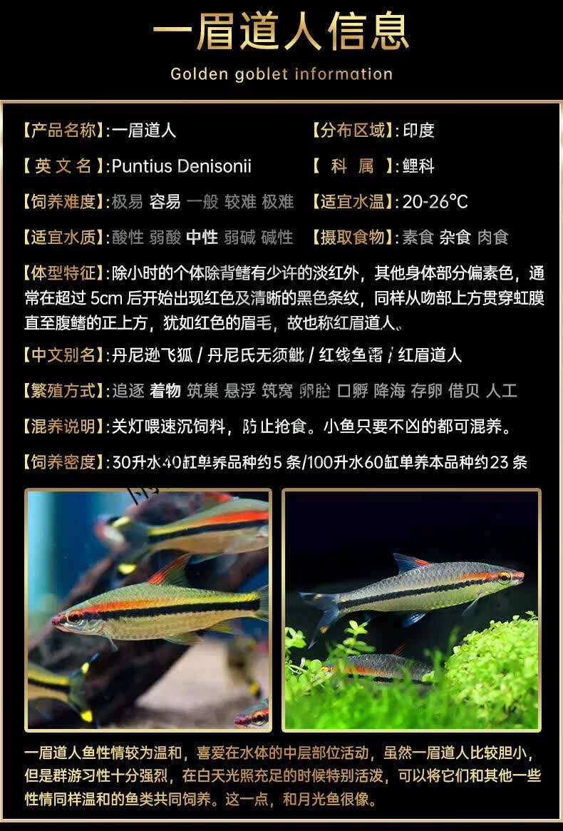 一眉道人鱼红眉道人鱼草缸群游鱼小型鱼活体热带观赏鱼刚果美人鱼