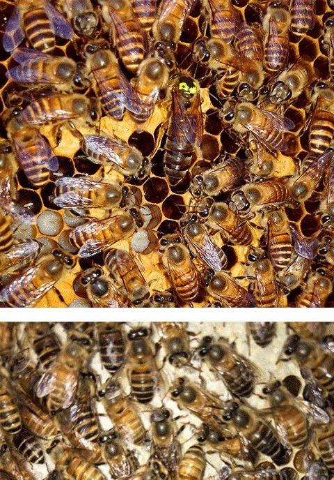 蜜蜂活体蜂王整箱土蜂广西产卵家养带箱蜂群笼蜂中蜂阿坝王开产 蜂箱