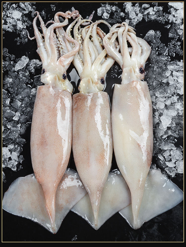 海鲜鱿鱼新鲜大鱿鱼鲜活鲜海捕尤鱼鱿鱼须鱿鱼头整只烧烤批发两斤海捕