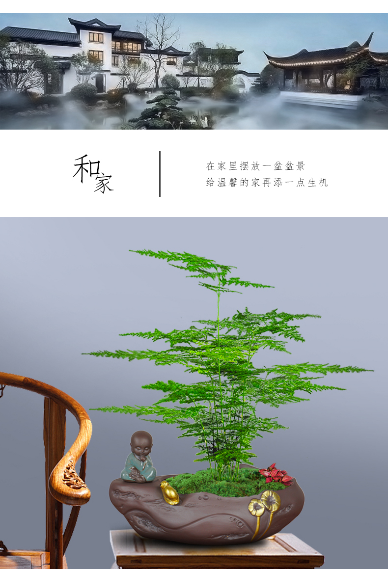 文竹盆景制作方法图片