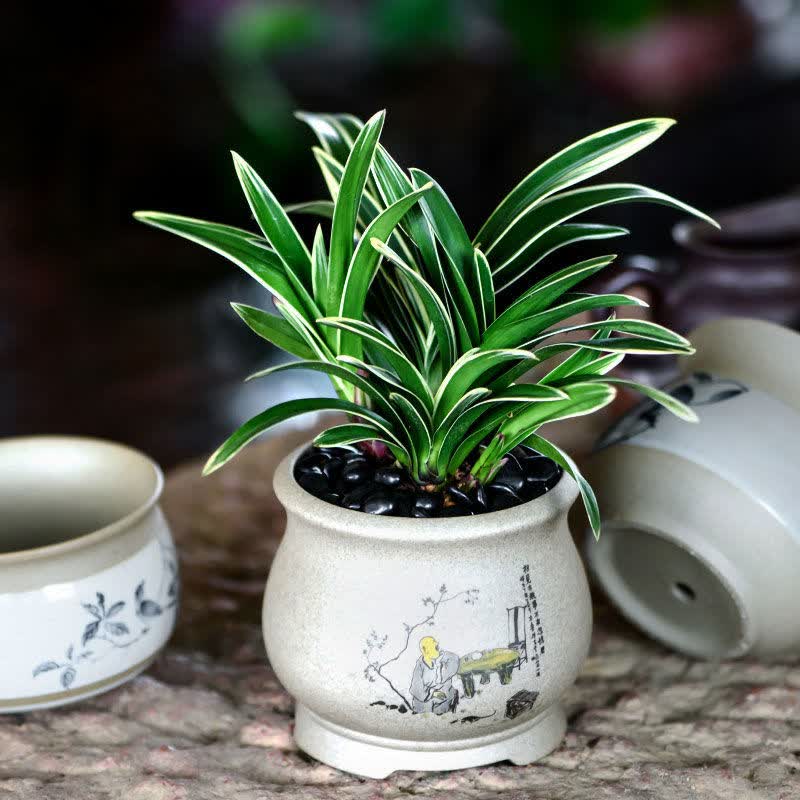 精品兰花中国龙金边矮种兰花苗名贵浓香型室内盆栽兰花直播间中国龙一