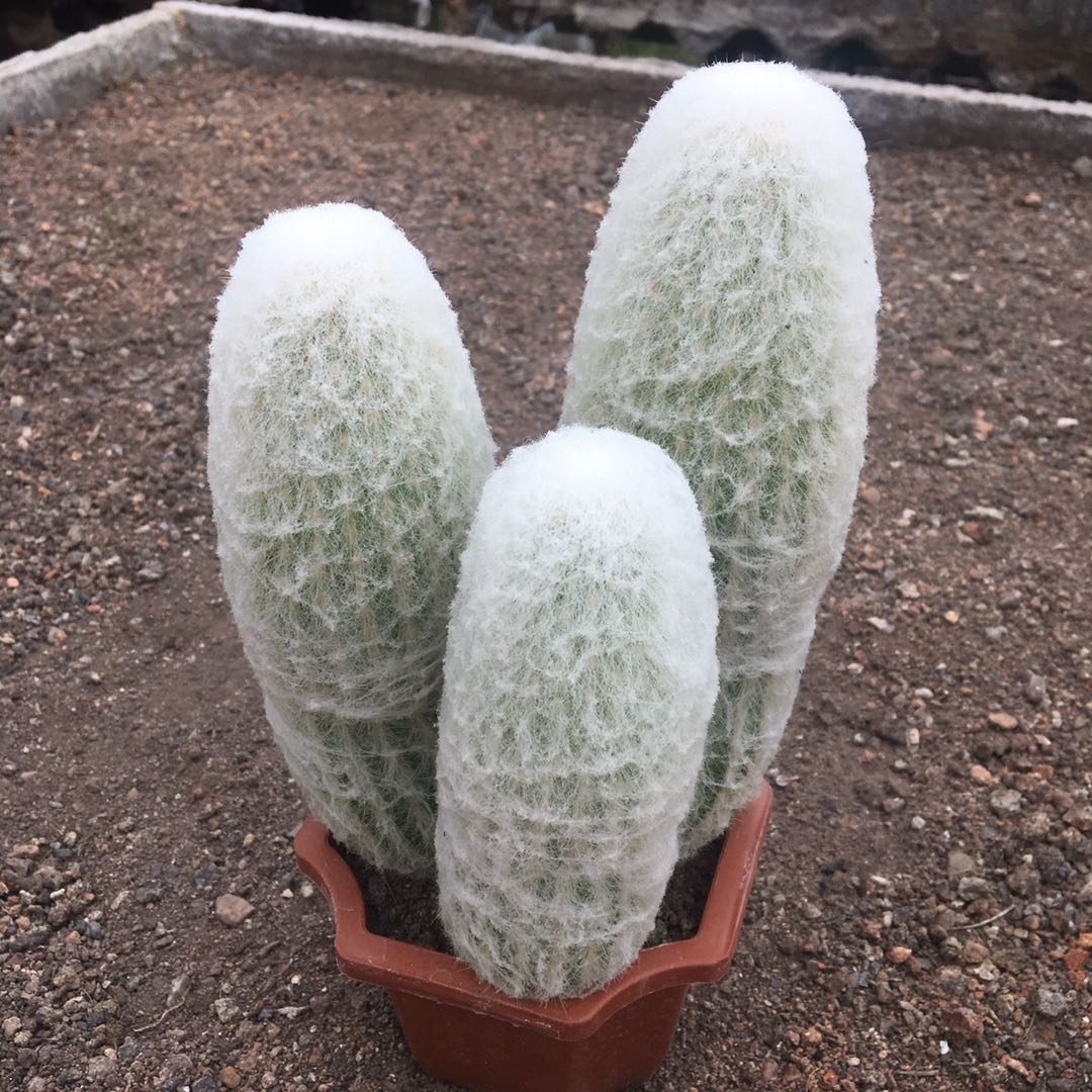 园艺稀有仙人掌白星仙人球芳香丸缀化老乐柱白毛不扎手多肉 老乐柱