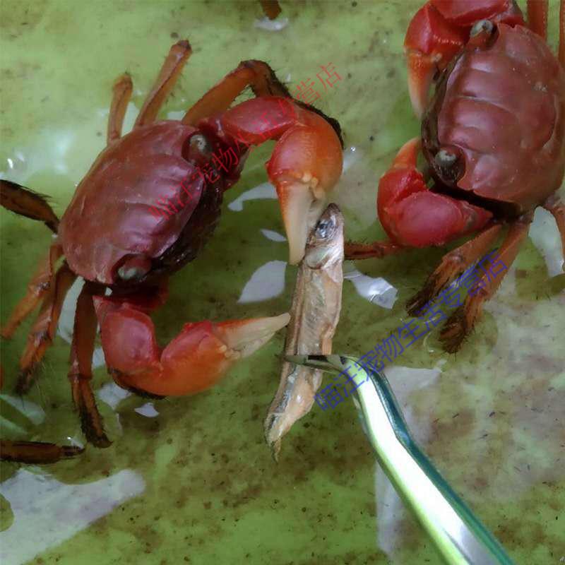 瑾伦辣椒蟹迷你辣椒蟹活体观赏蟹淡水螃蟹深水螃蟹水陆宠物宠物蟹除藻