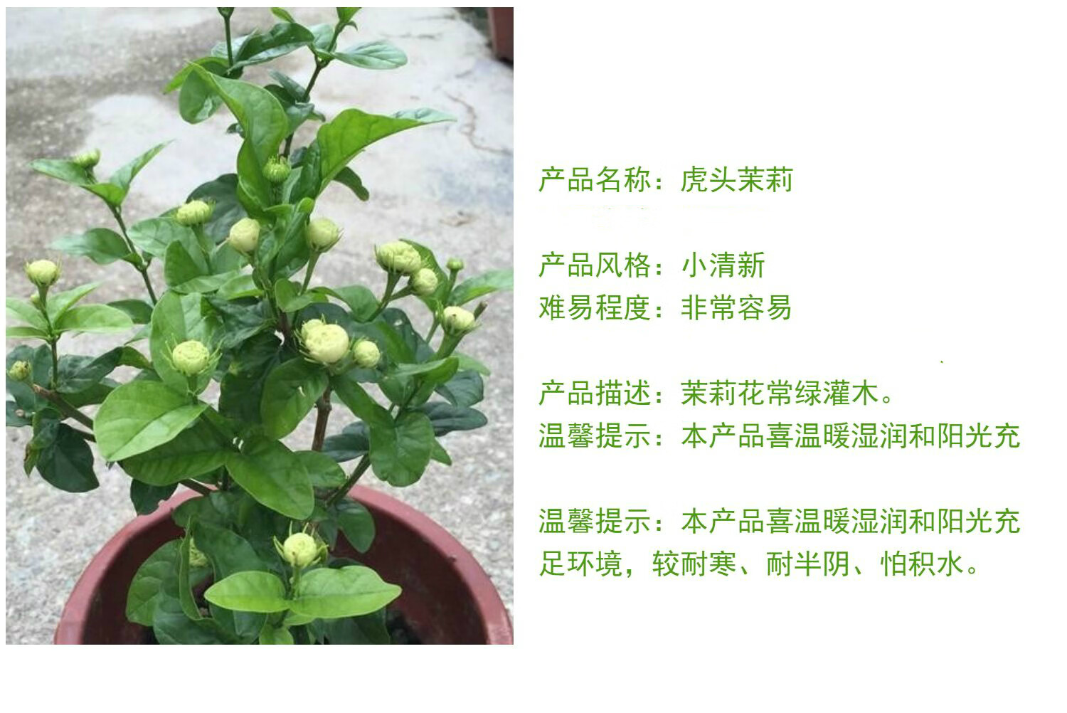 鹿凌青三叶轮生多重瓣虎头茉莉花盆栽植物花卉室内阳台庭院浓香大花朵