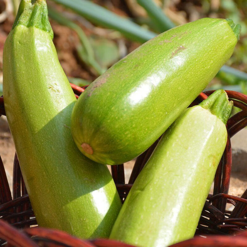 现摘现发新鲜西葫芦农家自种当季蔬菜角瓜鲜嫩小茭瓜白角瓜新鲜精选