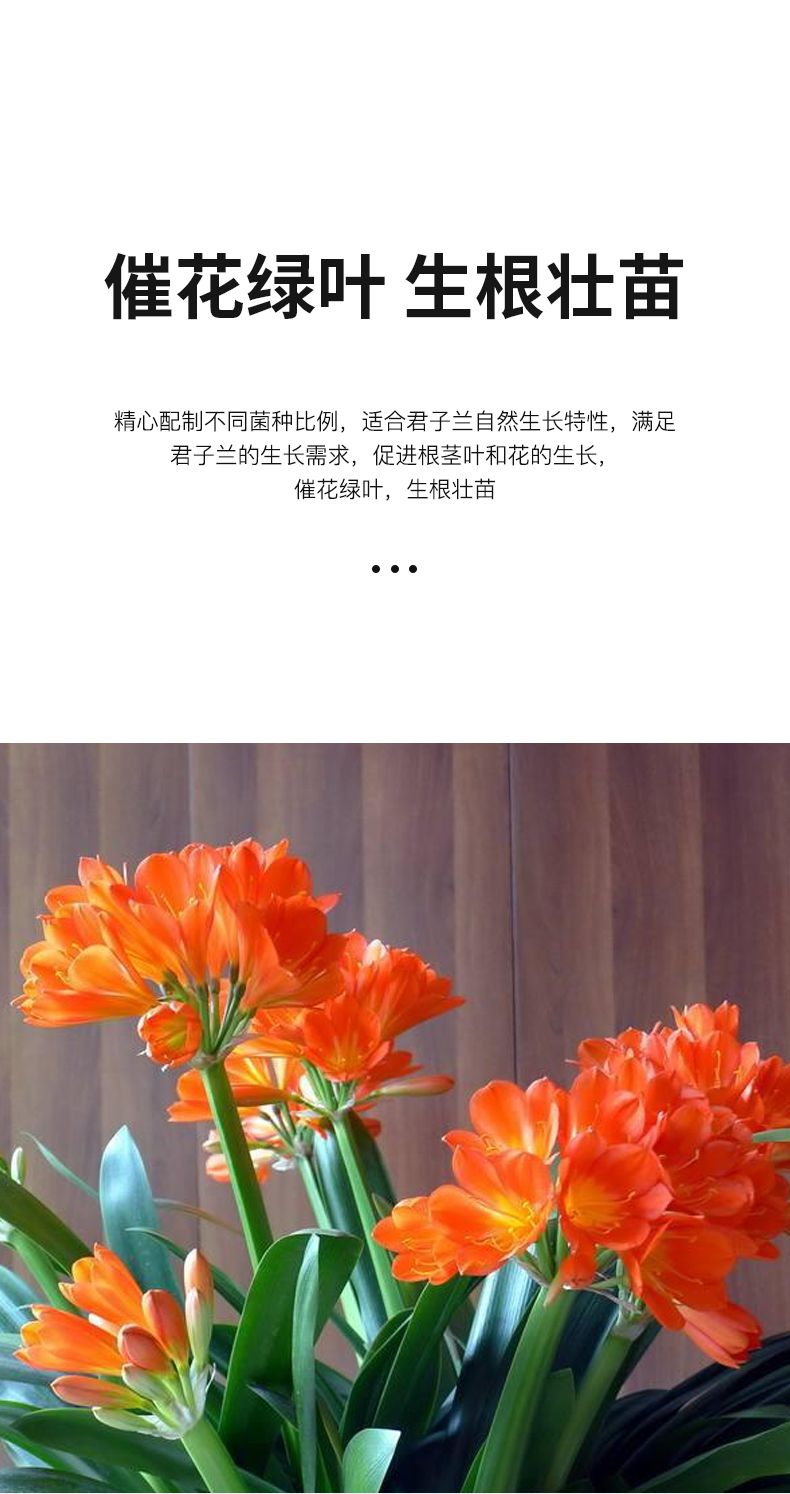 君子兰专用肥花肥盆栽家用室内君子兰肥料生根催花em菌液菌肥君子兰