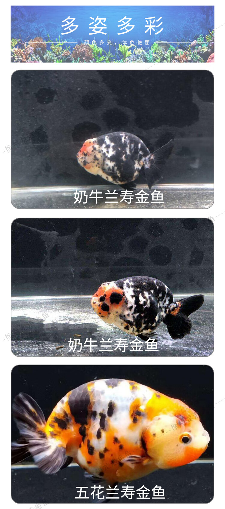 精品重墨兰寿 潘氏奶牛兰寿观赏鱼宠物鱼鱼苗金鱼活体鱼 精品潘氏小尾
