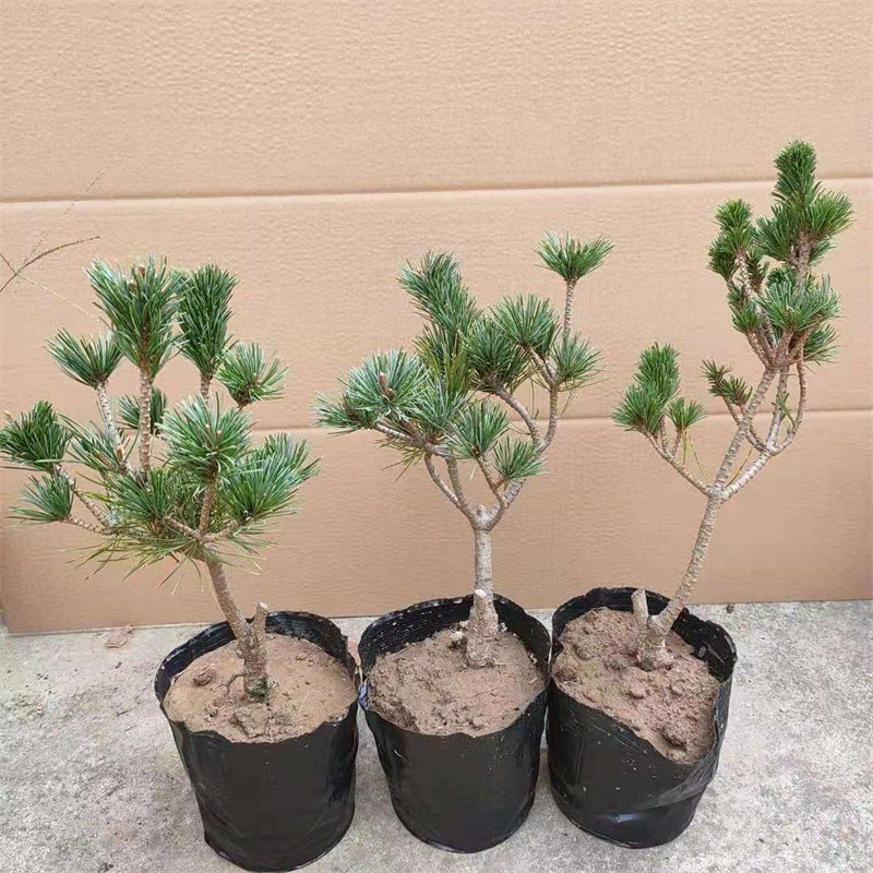 五针松苗短针嫁接五针松日本千寿丸树苗宫岛大阪松盆景苗耐寒耐热盆景