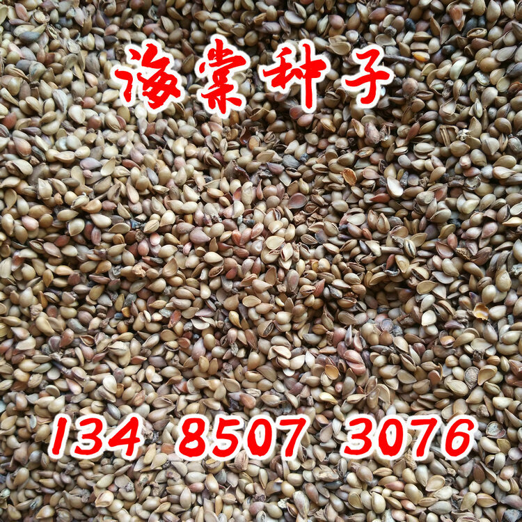 嫁接苹果树种西府垂丝海棠八棱海棠木瓜四季海棠种子qcdd海棠籽100粒
