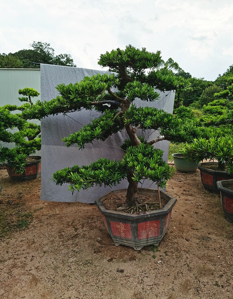 樹樁盆栽植物四季常青綠植庭院臺灣金鑽迎客松懸崖式小葉羅漢松含盆