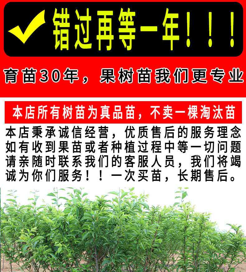 美人醉李子树苗南方北方种植盆栽地栽果树嫁接蜂糖李子苗当年结果3年