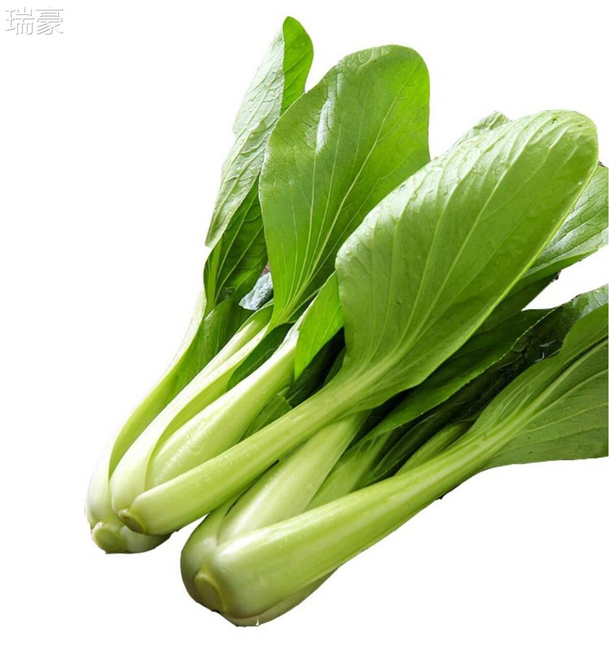 四川新鲜蔬菜小青菜现摘现发小白菜5斤农家自种油菜上海青 1000g