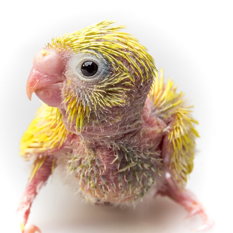 麦叮卡玄风鹦鹉鸟活体可训练说话鹦鹉鸟活体幼鸟宠物鸟手养鸟鹦鹉雏鸟