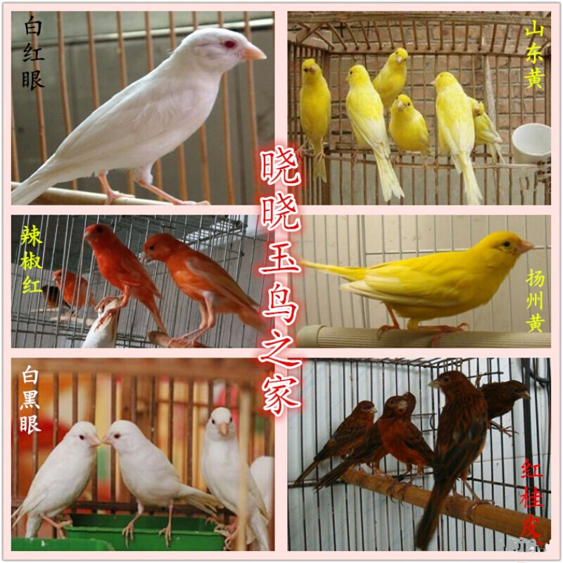 【京东推荐】玉鸟山东黄玉鸟笼养鸣唱鸟小鸟辣椒红玉鸟活体 黄卷毛