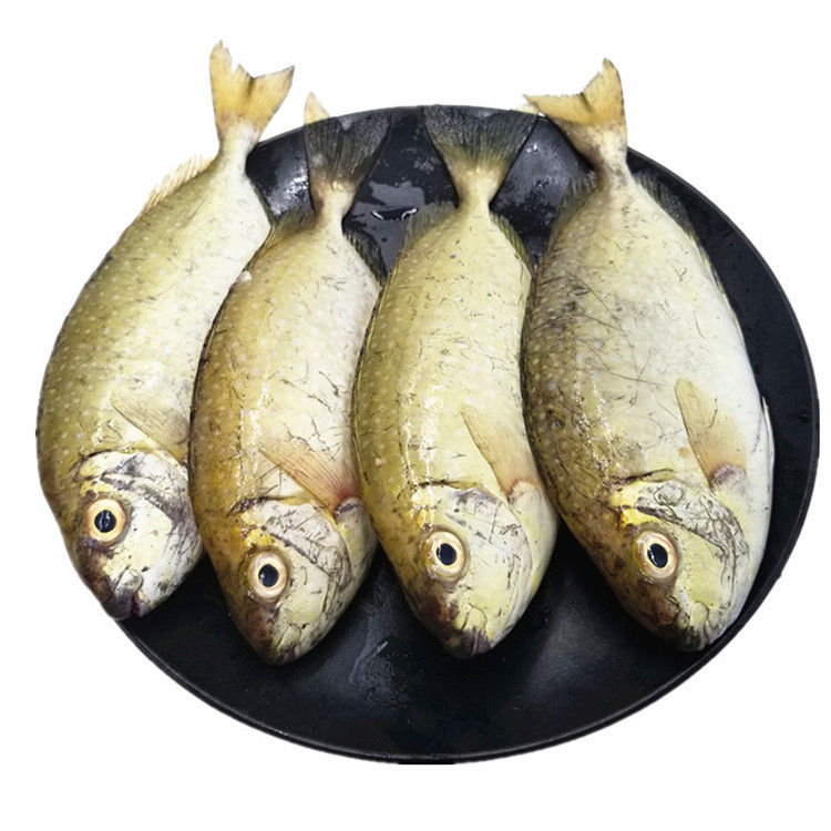新鲜泥猛鱼3斤海鲜水产冷冻海捕1斤秋叶鱼艾鱼娘鱼篮子鱼宝宝爱吃1斤