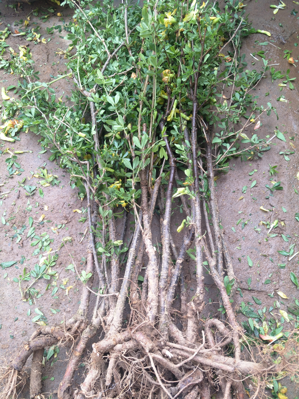 精品花卉金雀梅锦鸡儿金丝雀黄金雀花苗盆景盆栽金雀花苗树桩盆景 4年