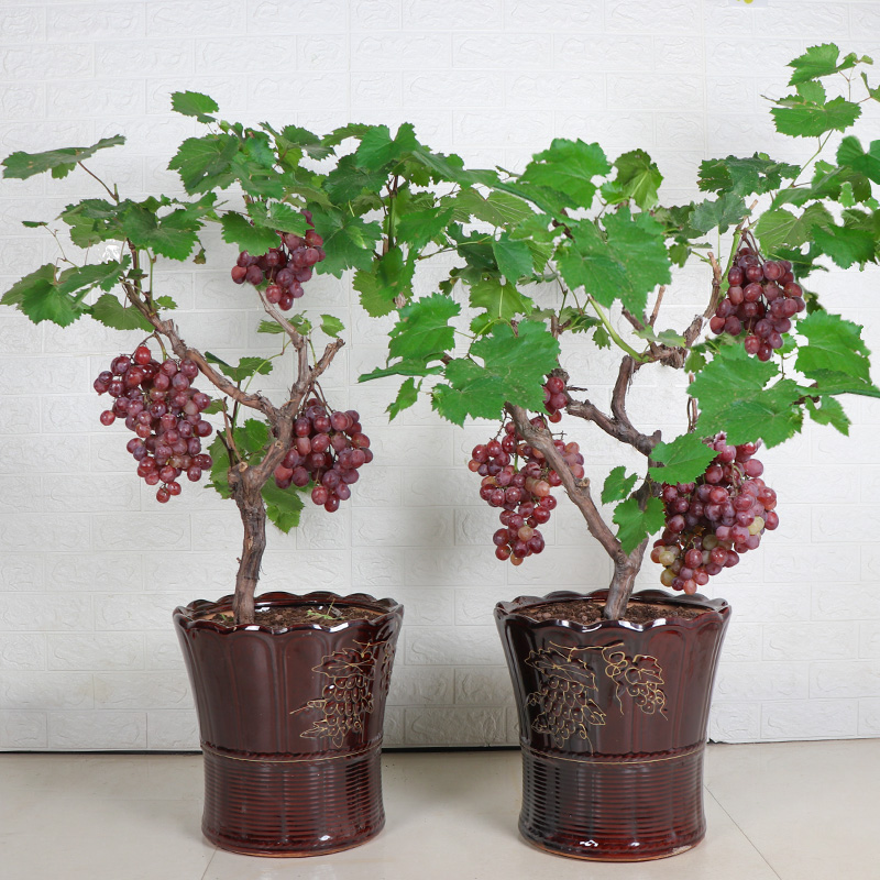 菜友葡萄苗巨峰葡萄树苖盆栽带土带叶爬藤嫁接南北方种小蜜蜂葡萄树苖