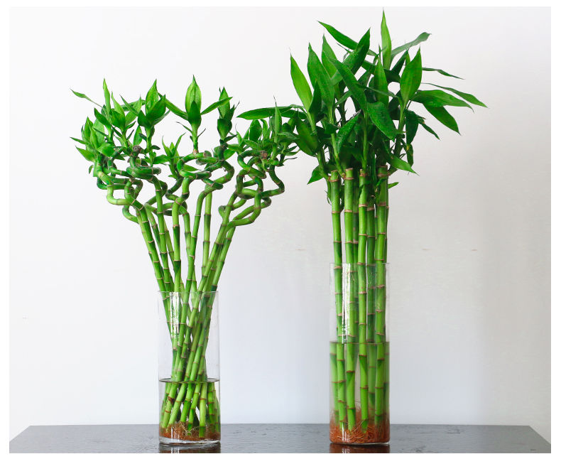 带根水养转运竹弯竹开运直竹富贵竹水培植物花卉竹子盆栽室内绿植