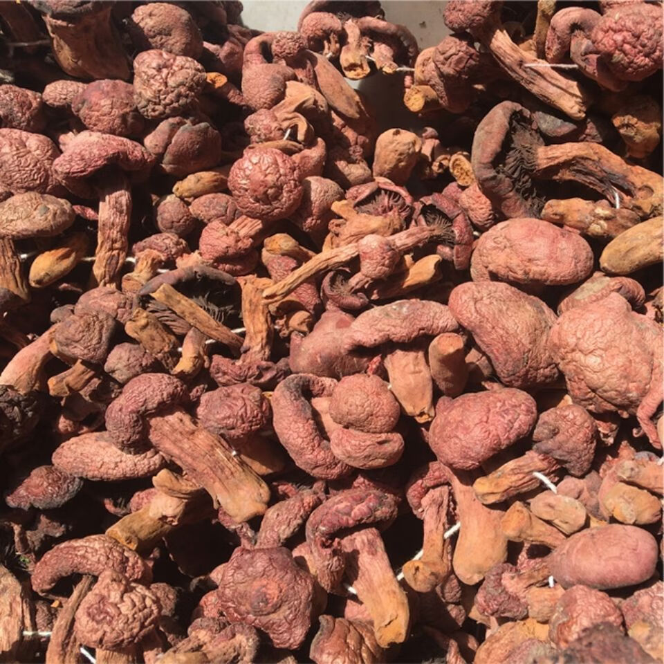 东北特产红松伞蘑菇红蘑松鼠伞干货松蘑菇小鸡炖蘑菇自然晒干 500g