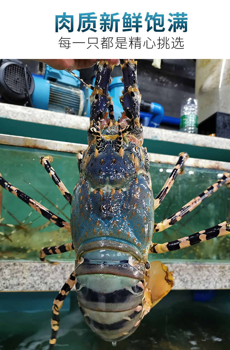 港遇海鲜 澳大利亚鲜活澳州大花龙 活虾大青龙虾