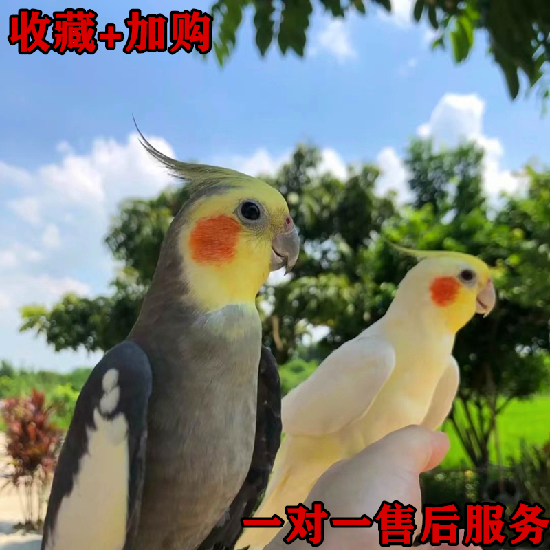 宠物雏鸟黄化幼鸟派特一对繁殖说话唱歌 四个月原始灰 珍珠花一公一母