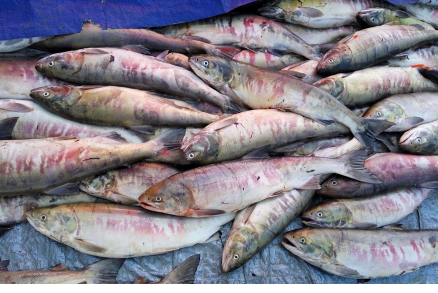 新鲜木桶腌制洄游大马哈鱼咸鱼整条东北特产45斤条咸鱼