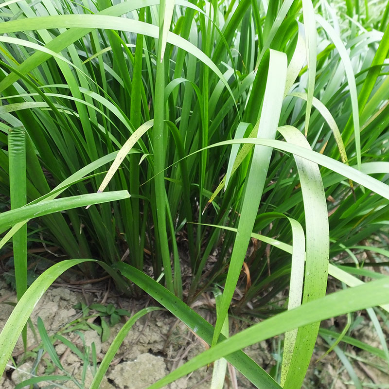 贵州现采山萘500克 五香草 茴香菖蒲 三萘随手香盆景盆栽带根发货