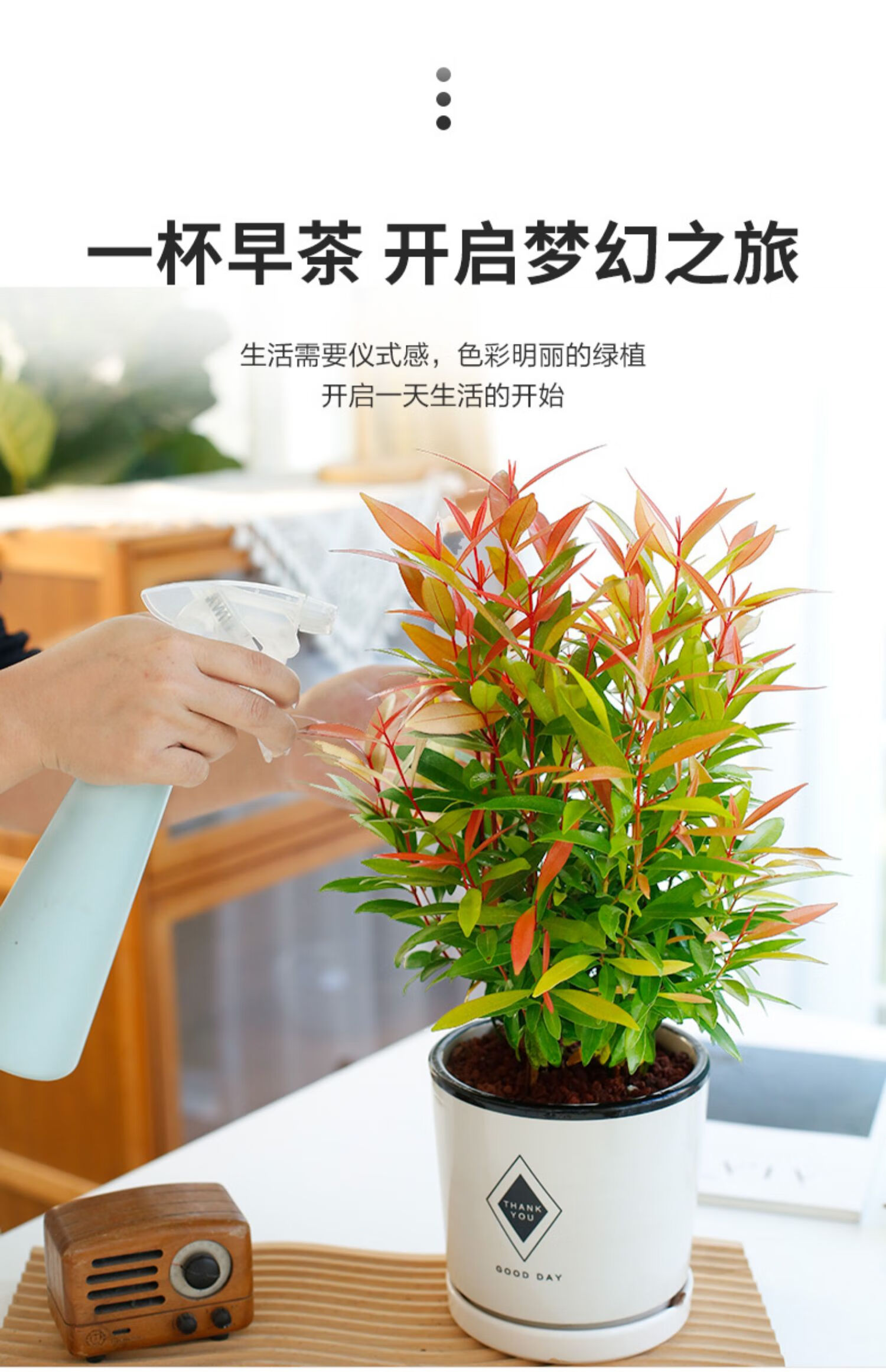 红车盆栽办公室内花卉植物阳台红枫红枝蒲桃鸿运当头观叶绿植好养 红