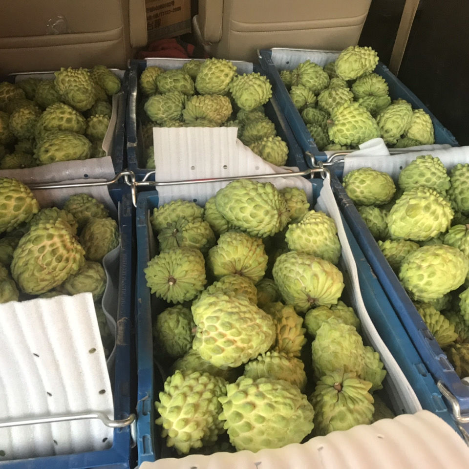 【自产自销释迦果】台湾牛奶凤梨释迦水果番荔枝果地直发香甜鲜美