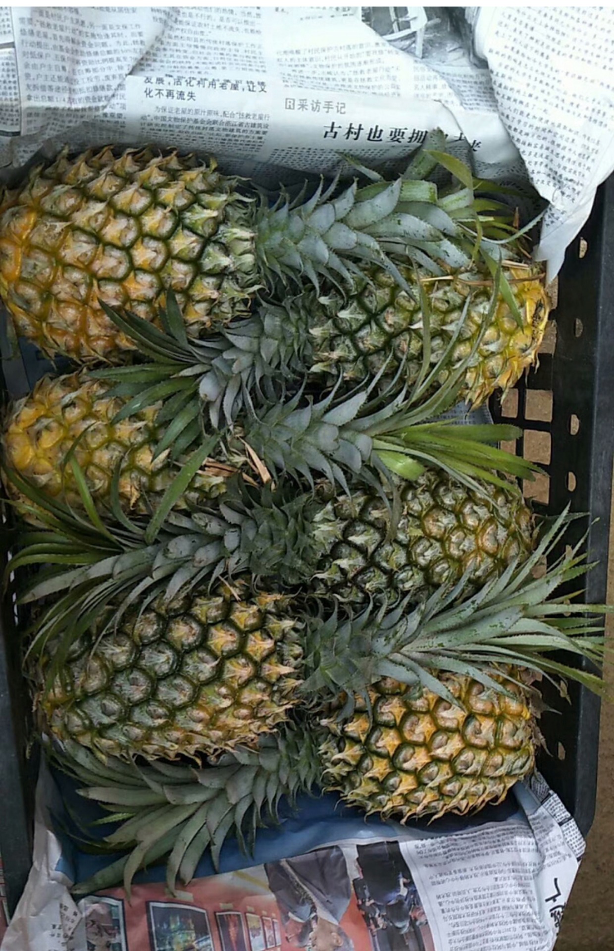 广东特产湛江徐闻曲界现摘现发大菠萝8斤 新鲜水果凤梨9-10斤生鲜