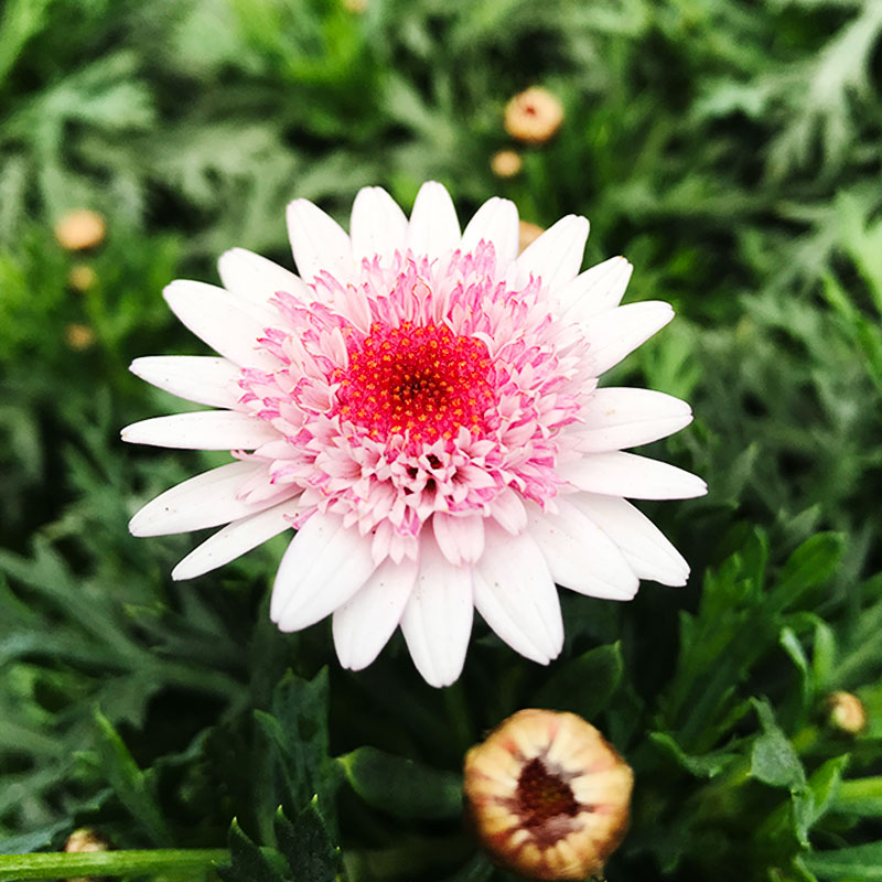 玛格丽特菊花苗小苗小雏菊鲜花盆栽花苗庭院 马克罗西 【中苗】 不含