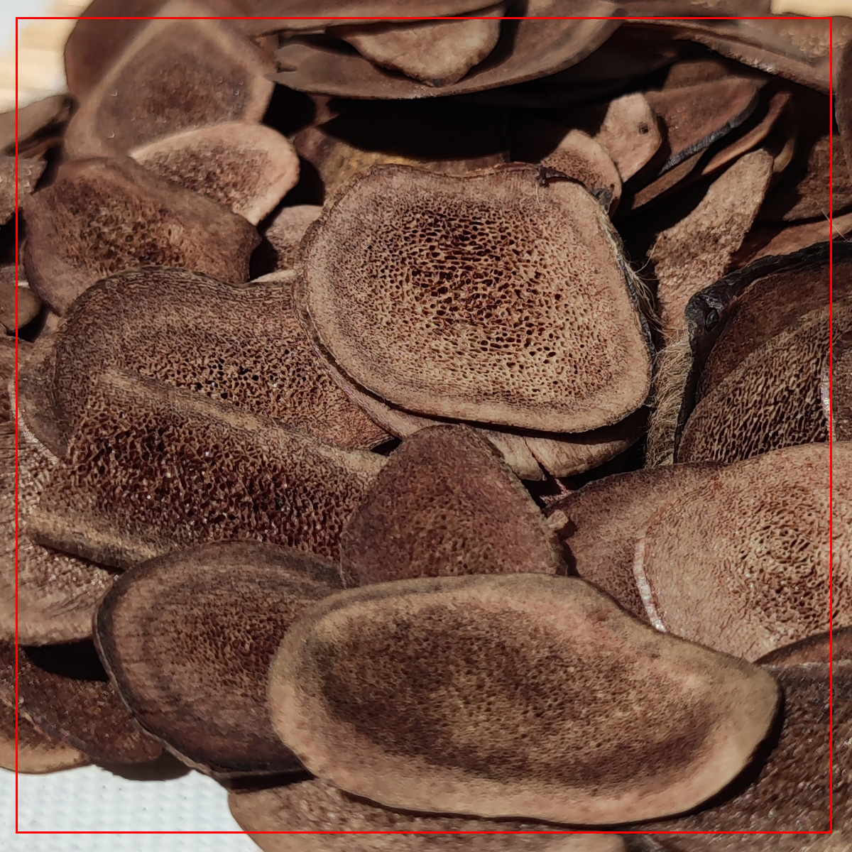 东北梅花鹿产品鹿茸片骨片鹿角片10g装男用滋补养身泡酒煲汤泡水