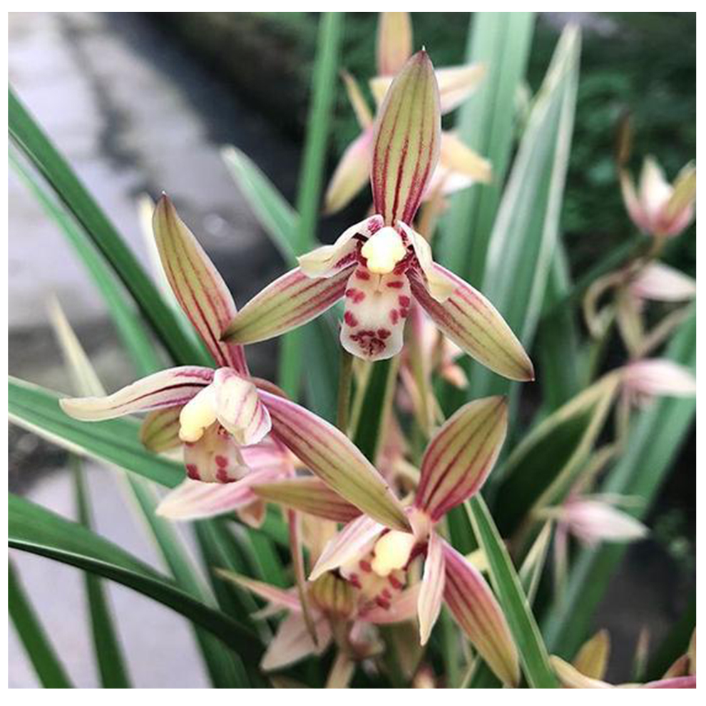 乐乐兰业 黄金彩虹 多花苞出售建兰四季世界上超香兰花苗兰草绿植盆栽