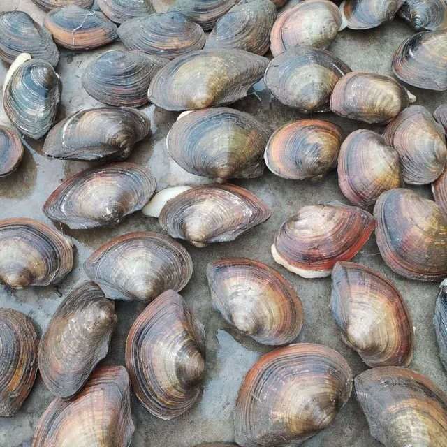 鲜活淡水河蚌河蚬观赏净化水质鱼缸宠物蚌肉可食用鳑鲏繁殖大贝壳912