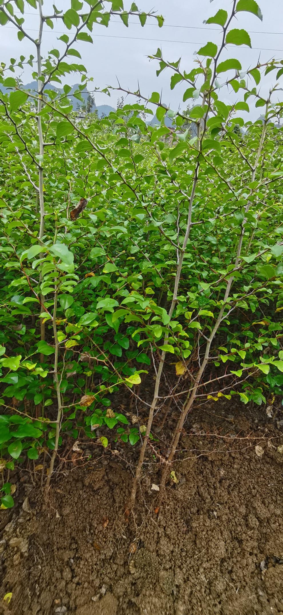 文靜花坊馬甲子苗鐵籬笆苗馬甲子刺苗鳥不站刺果園圍欄綠籬樹苗籬笆牆